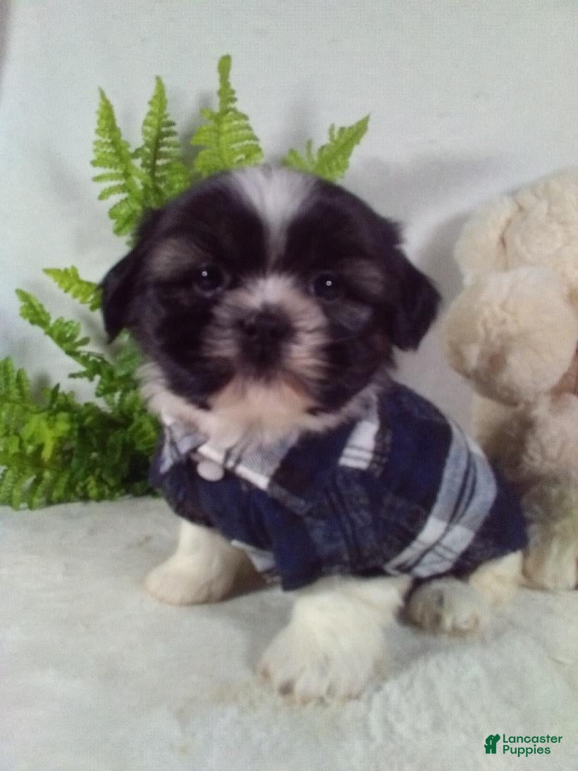 Shih Tzu dogs Bear - Ad 2