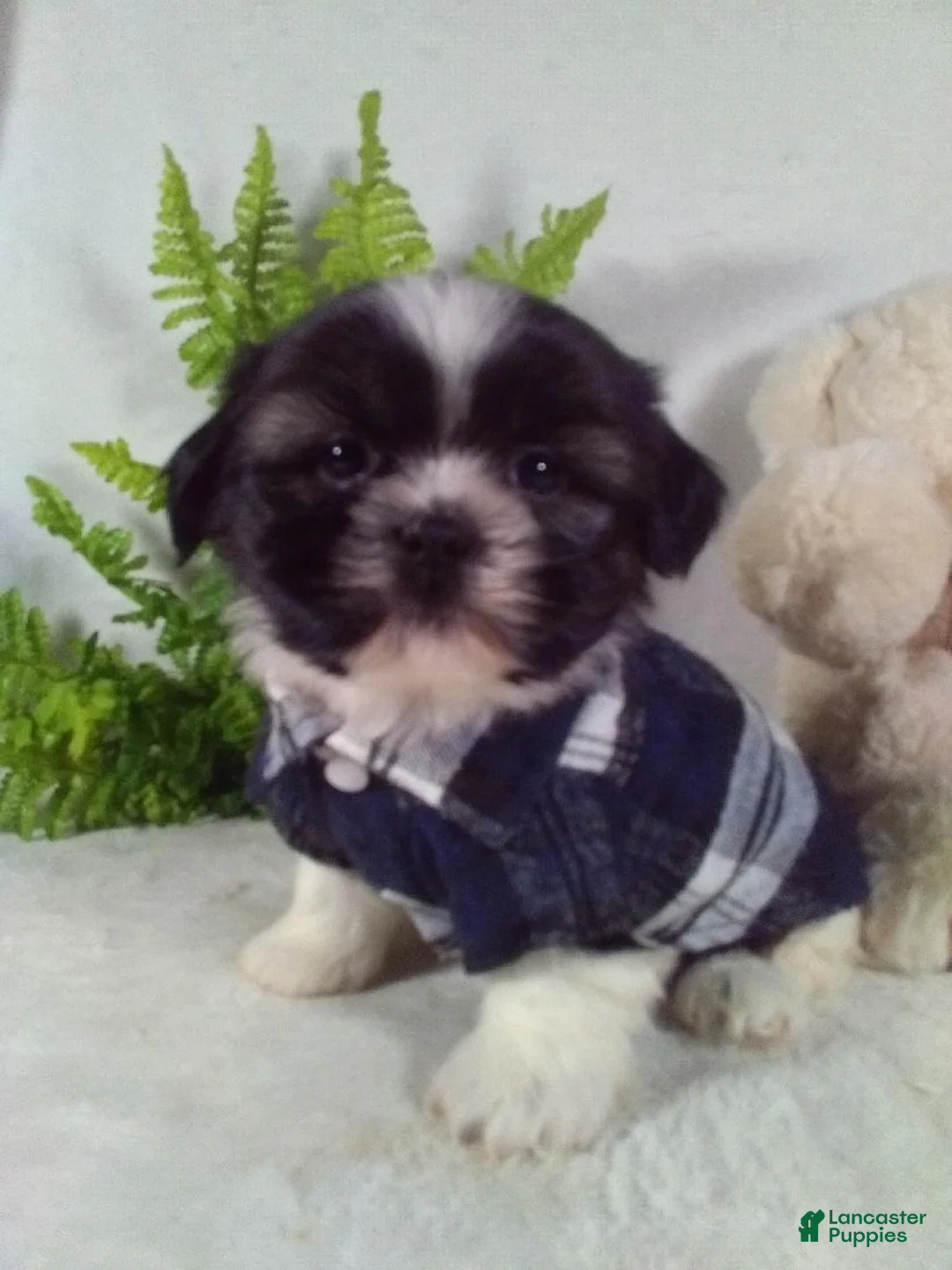 Shih Tzu dogs for sale: Bear - Ad 2