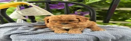 Cavapoo dogs for sale: Judd - Ad 15