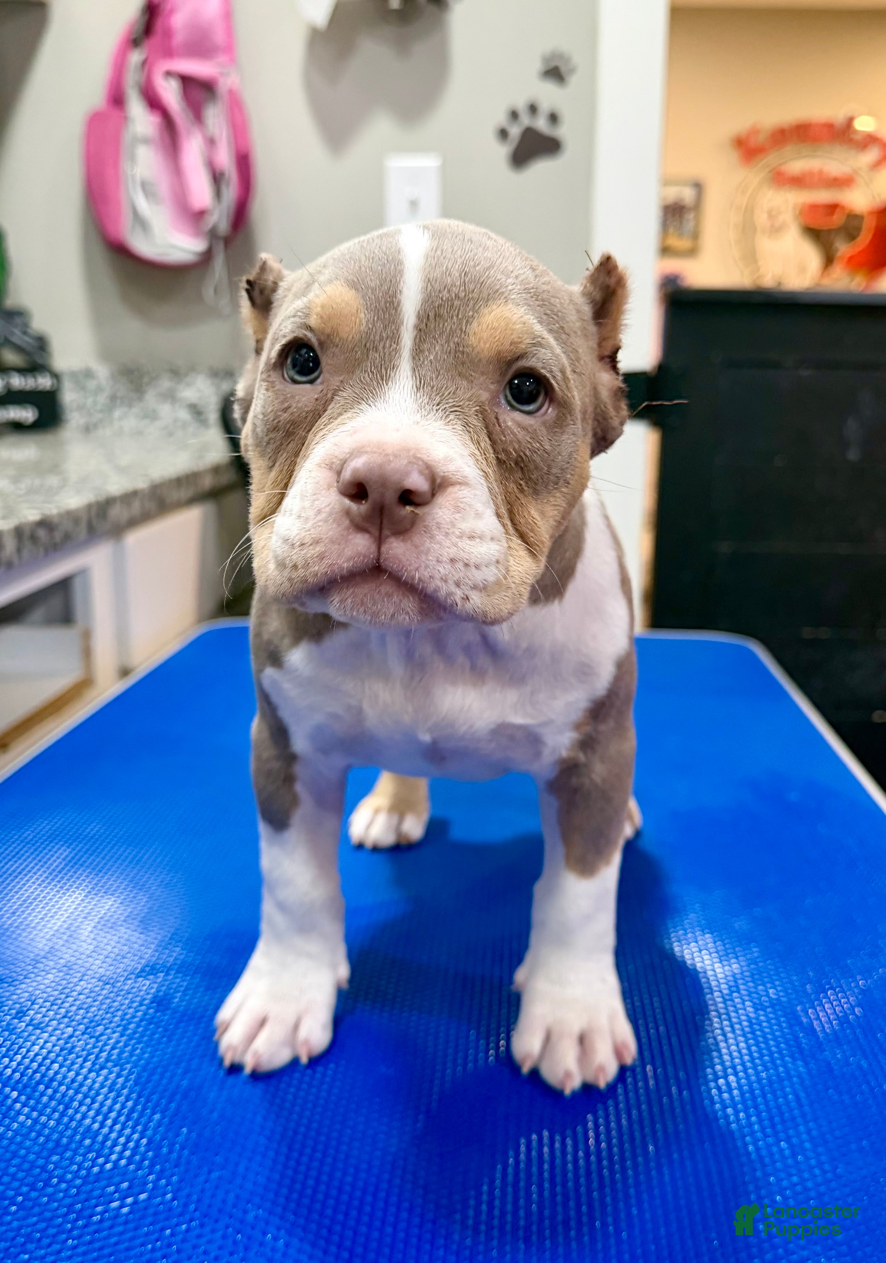 American Bully dogs Astra - Ad 2
