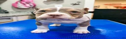 American Bully dogs for sale: Astra - Ad 2