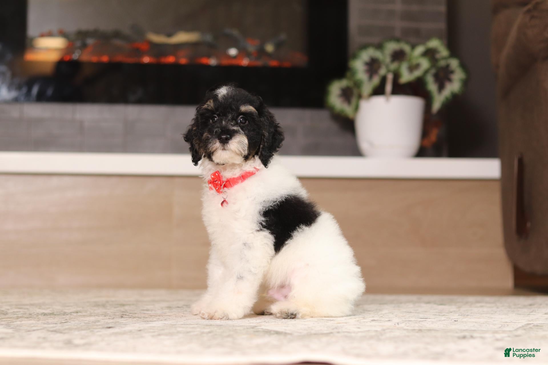 Miniature Poodle dogs Maverick (AKC) - Ad 2