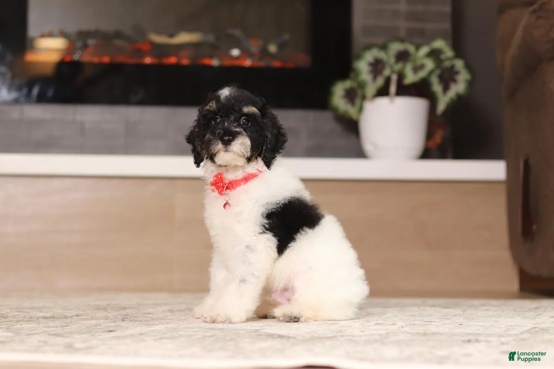 Miniature Poodle dogs for sale: Maverick (AKC) - Ad 2