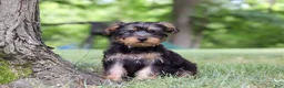 Yochon dogs for sale: Landon - Ad 4