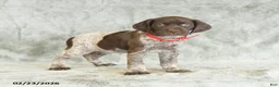 German Shorthaired Pointer dogs for sale: Butterfly - Ad 2