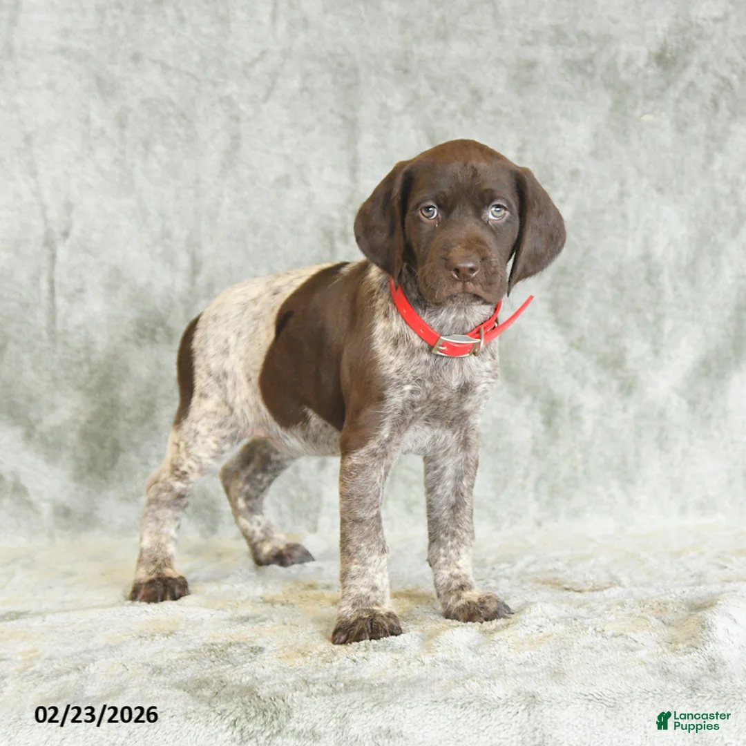 German Shorthaired Pointer dogs for sale: Butterfly - Ad 2