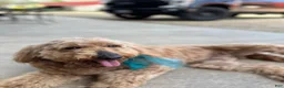 Mini Goldendoodle dogs for sale: Mini Goldendoodle 3 - Ad 7