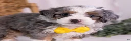 Mini Bernedoodle dogs for sale: Karlo - Ad 5