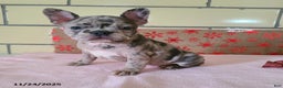 Frenchton dogs for sale: Pebbles - Ad 7