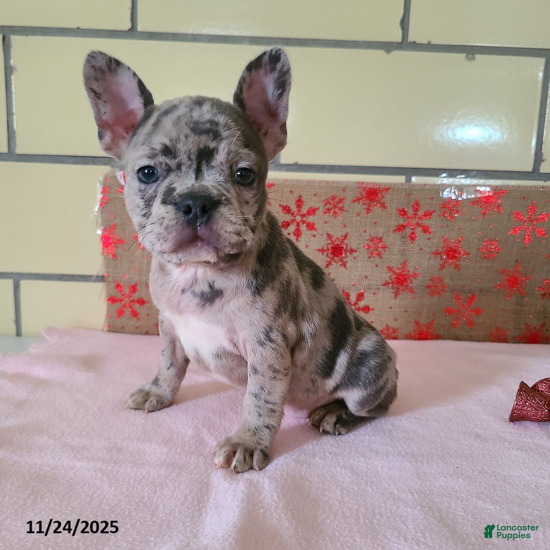 Frenchton dogs for sale: Pebbles - Ad 7