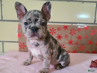 Frenchton dogs Pebbles - Ad 3