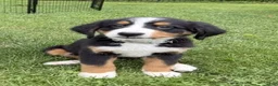 Bernese Mountain Dog dogs for sale: Gracie - Ad 4