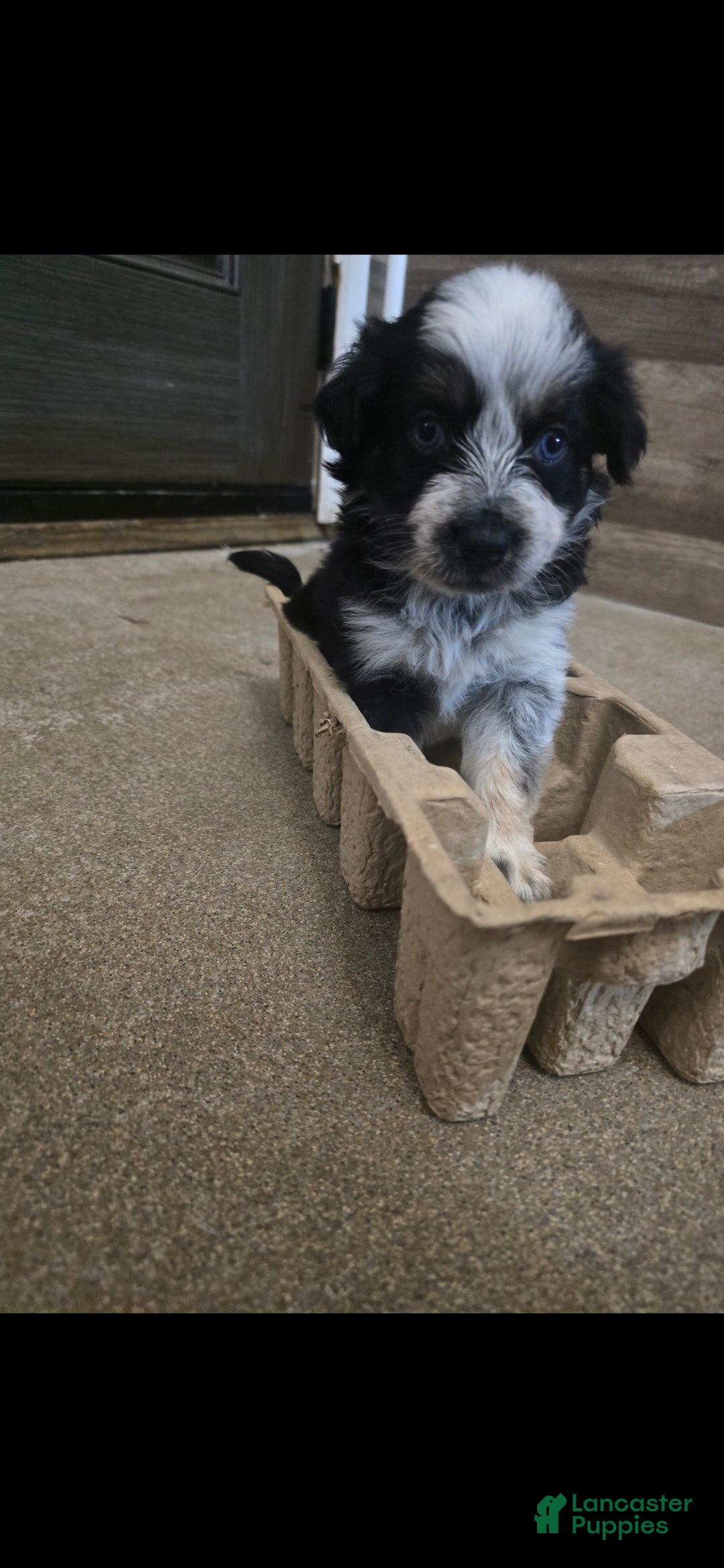 Miniature Australian Shepherd dogs Miniature Australian Shepherd 5 - Ad 6