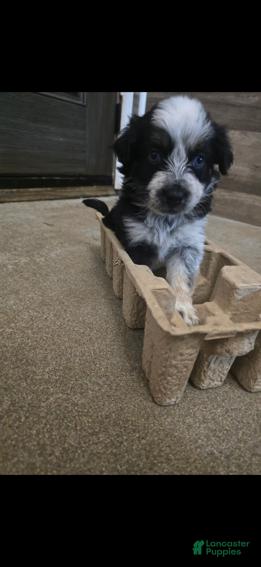 Miniature Australian Shepherd dogs for sale: Miniature Australian Shepherd 5 - Ad 1
