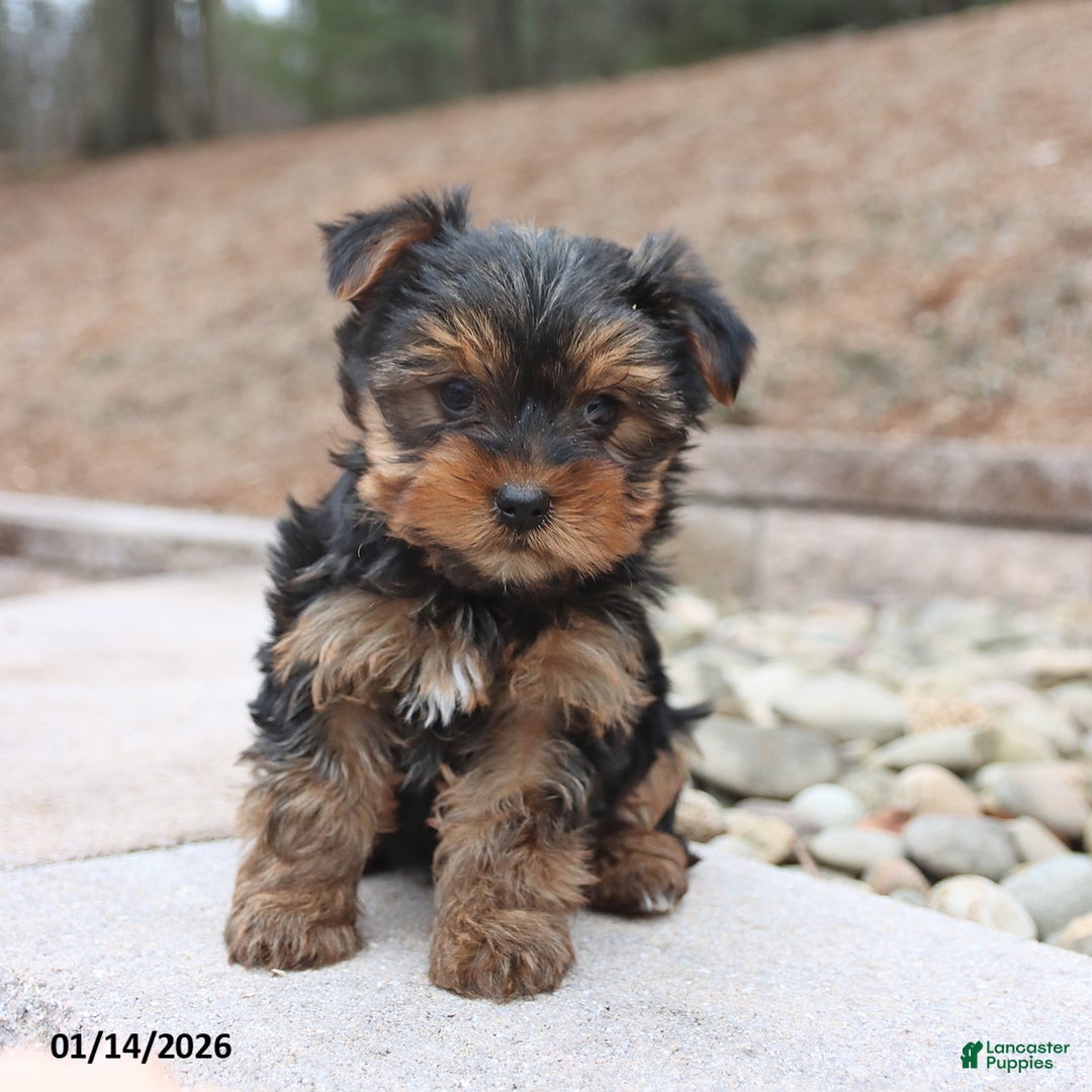 Yorkshire Terrier dogs for sale: Dolly - Ad 2