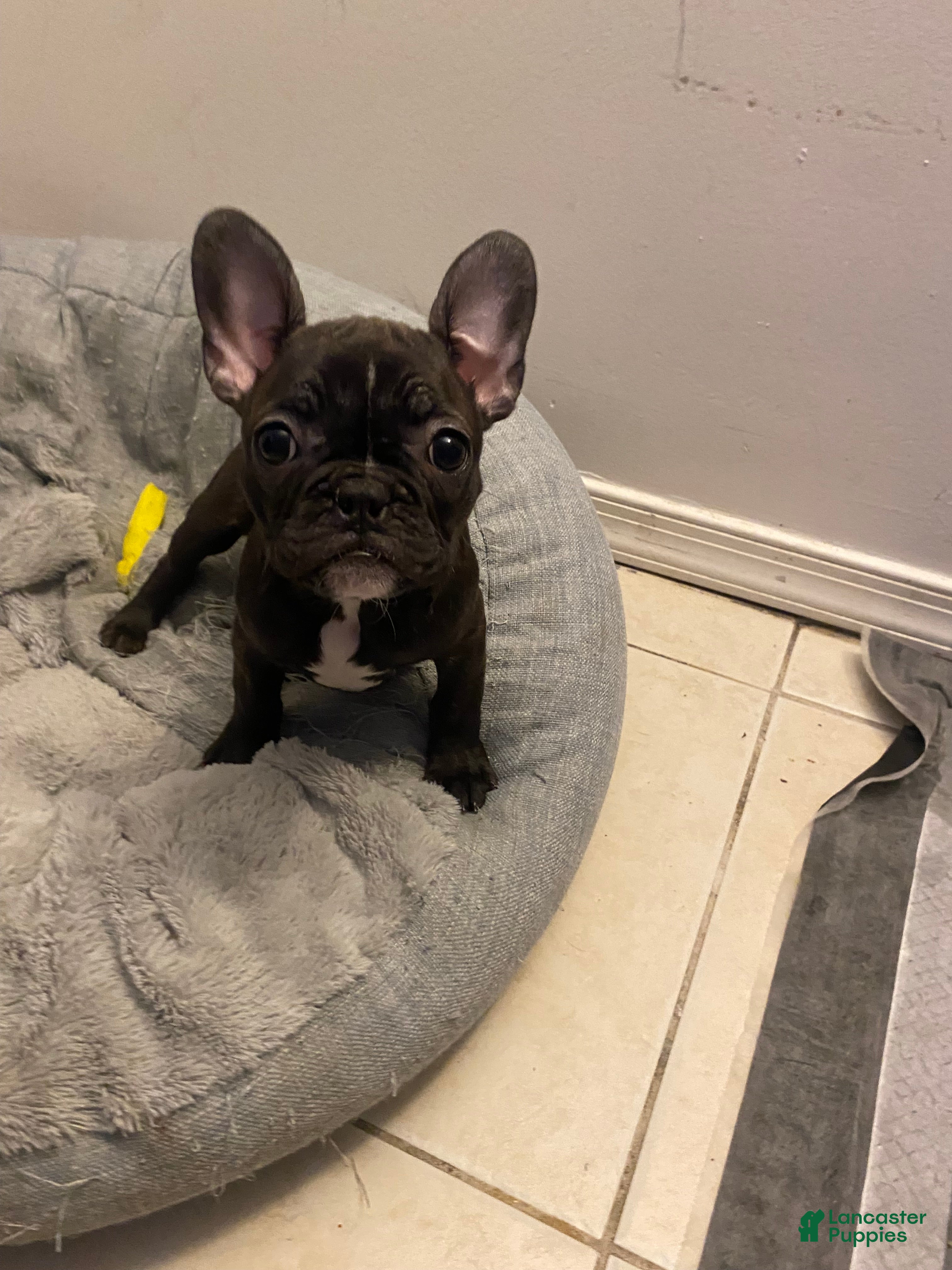 Frenchton dogs for sale: Ash  - Ad 2