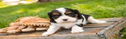 Cavalier King Charles Spaniel dogs for sale: Tom - Ad 3