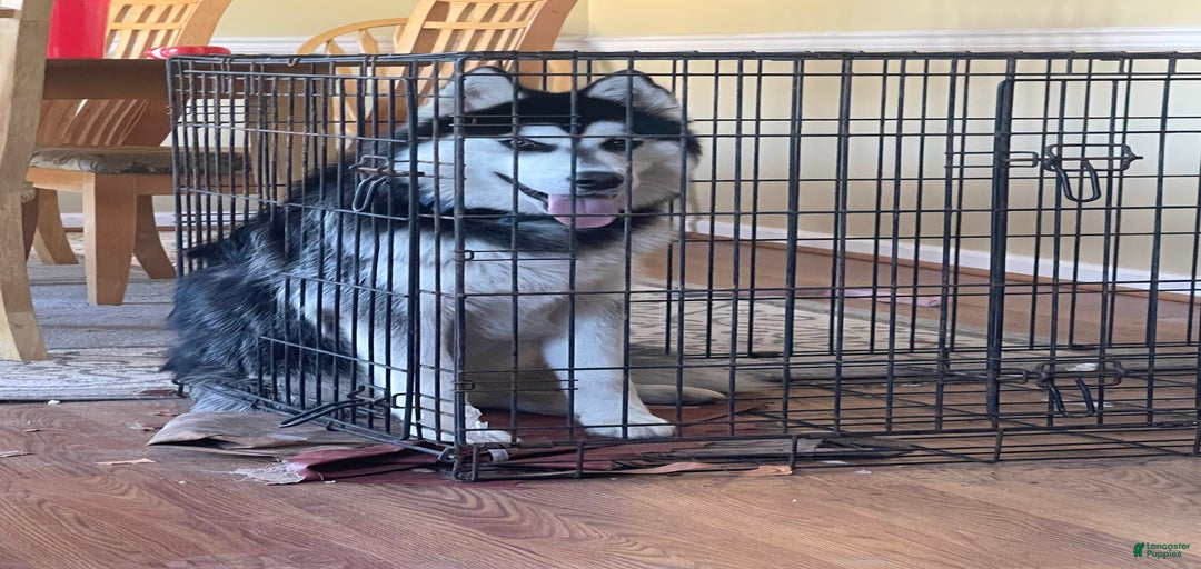 Gallery Image {{count}}