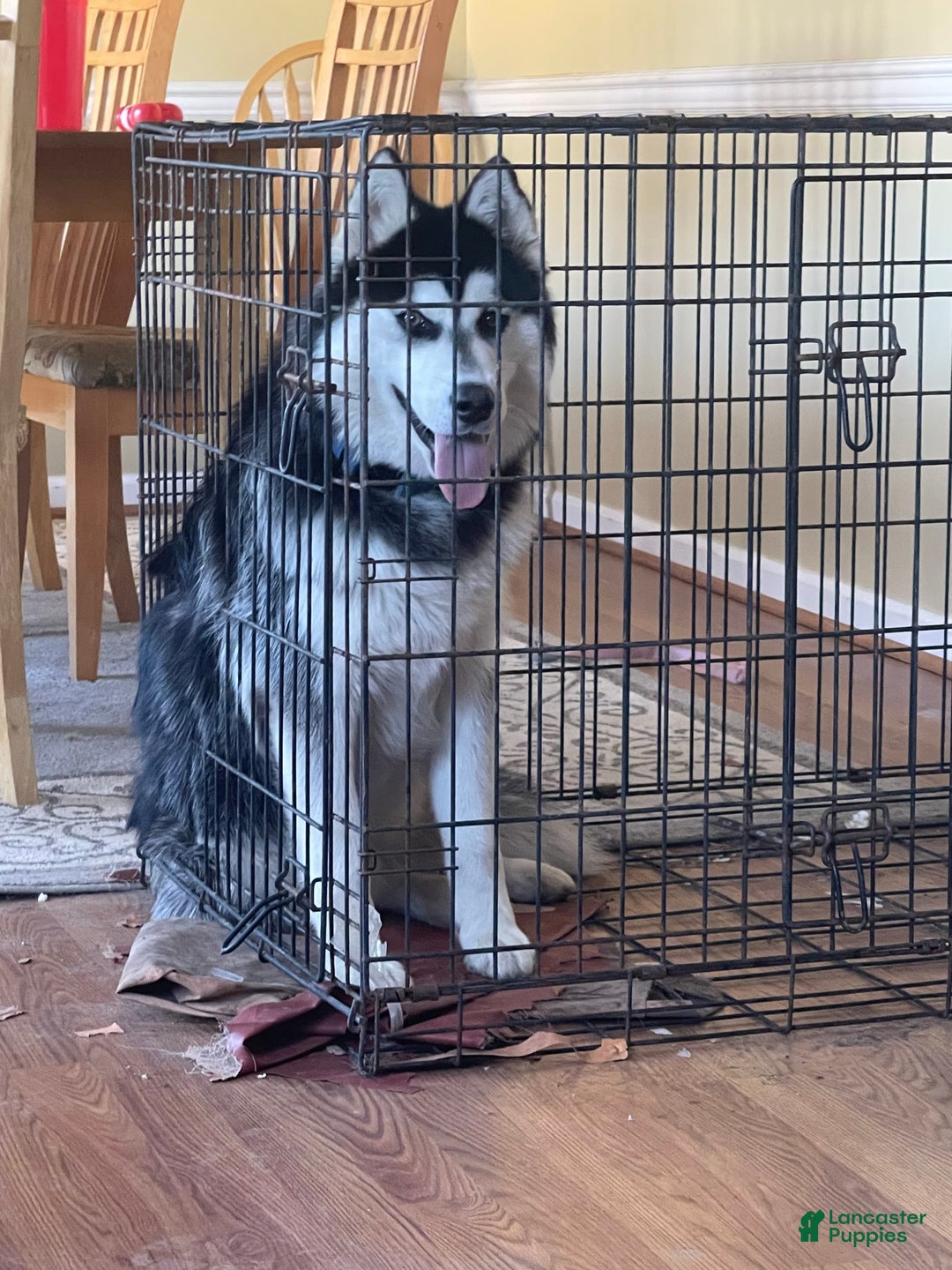 Gallery Image {{count}}