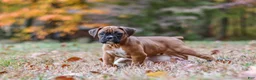 Boxer dogs for sale: Hudson - Ad 11