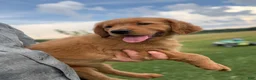 Golden Retriever dogs for sale: Honey - Ad 3