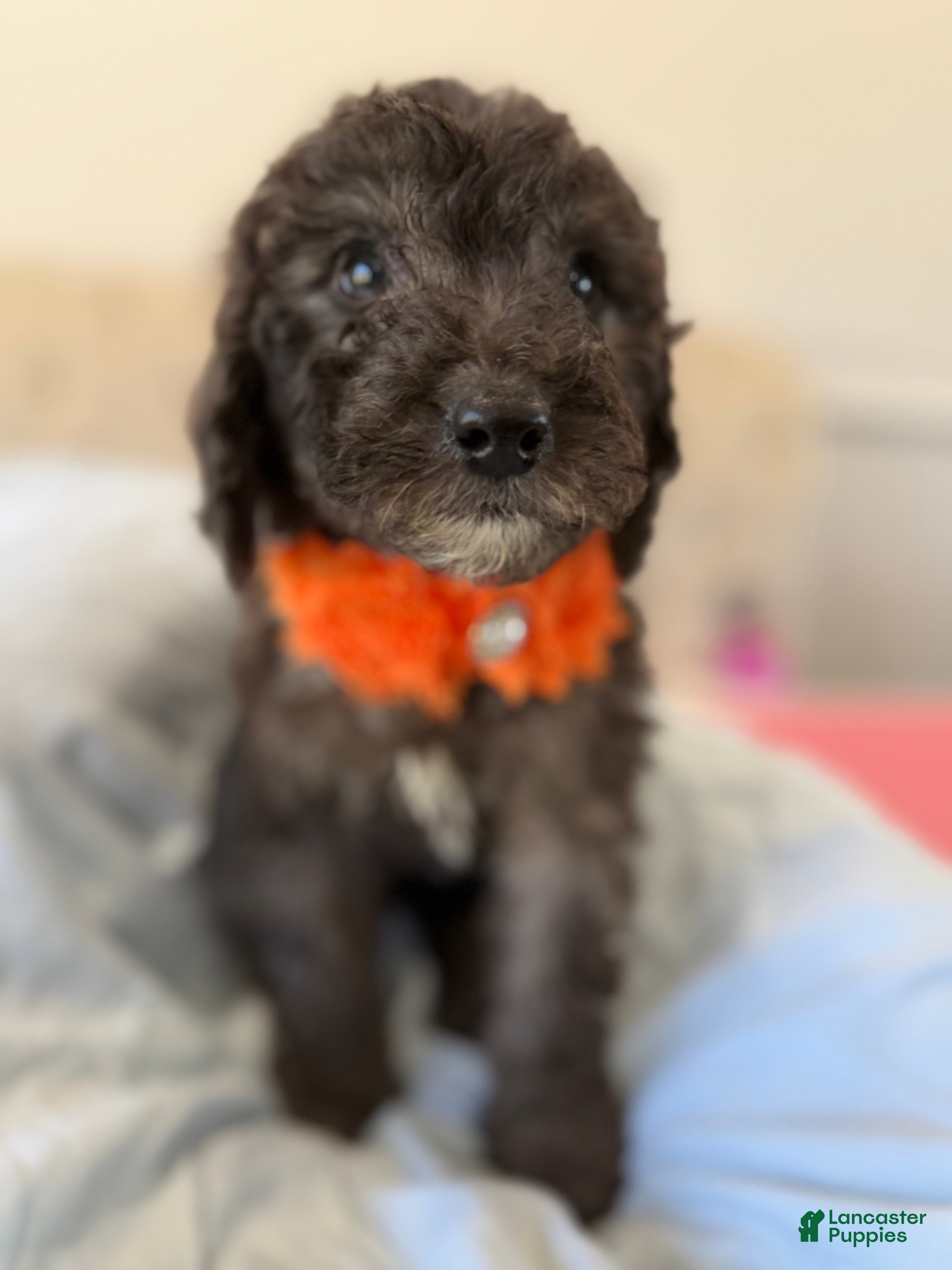 Sheepadoodle dogs Jack - Ad 8