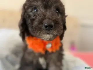 Sheepadoodle dogs Jack - Ad 8