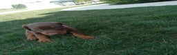Doberman Pinscher dogs for sale: Doberman Pinscher Puppy 1 - Ad 3