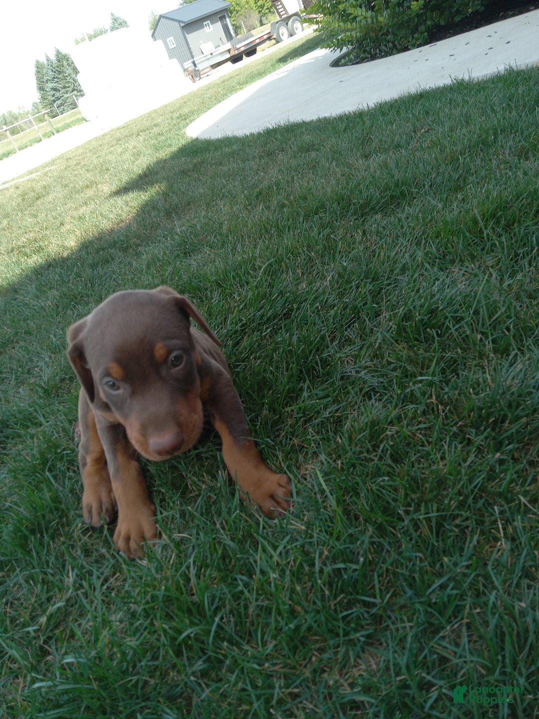 Doberman Pinscher dogs for sale: Doberman Pinscher Puppy 1 - Ad 3