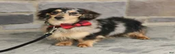 Miniature Dachshund dogs for sale: Jasper - Ad 7