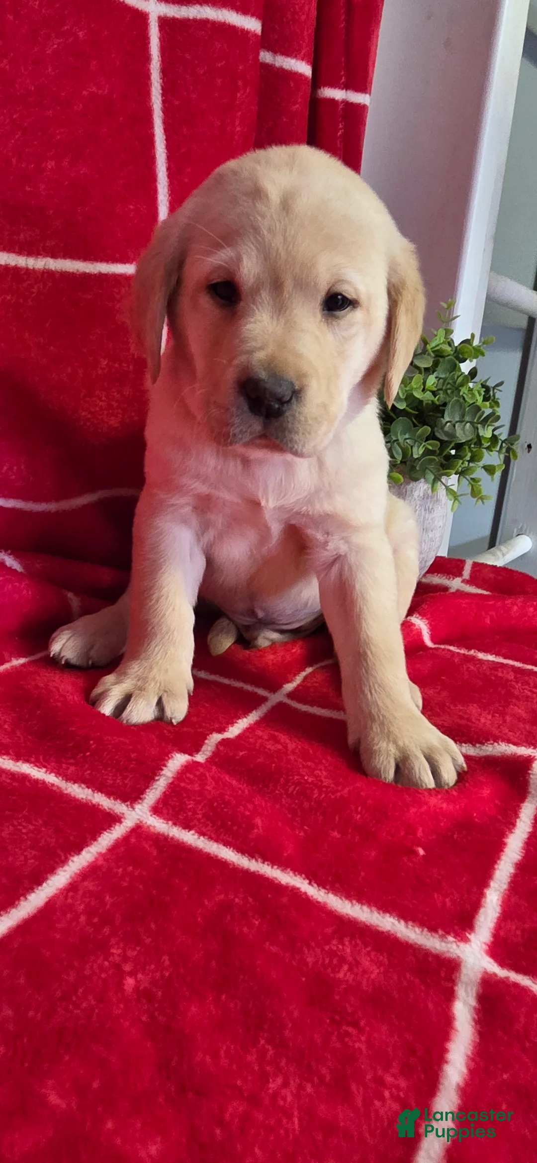 Labrador Retriever dogs for sale: Cooper - Ad 3