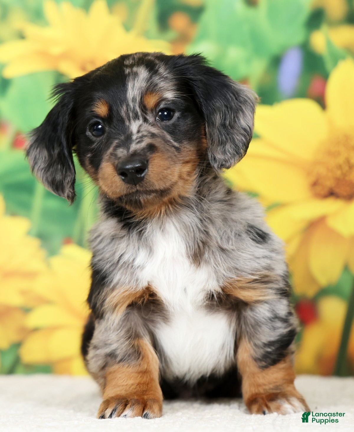 Miniature Dachshund dogs Lincoln - Ad 2