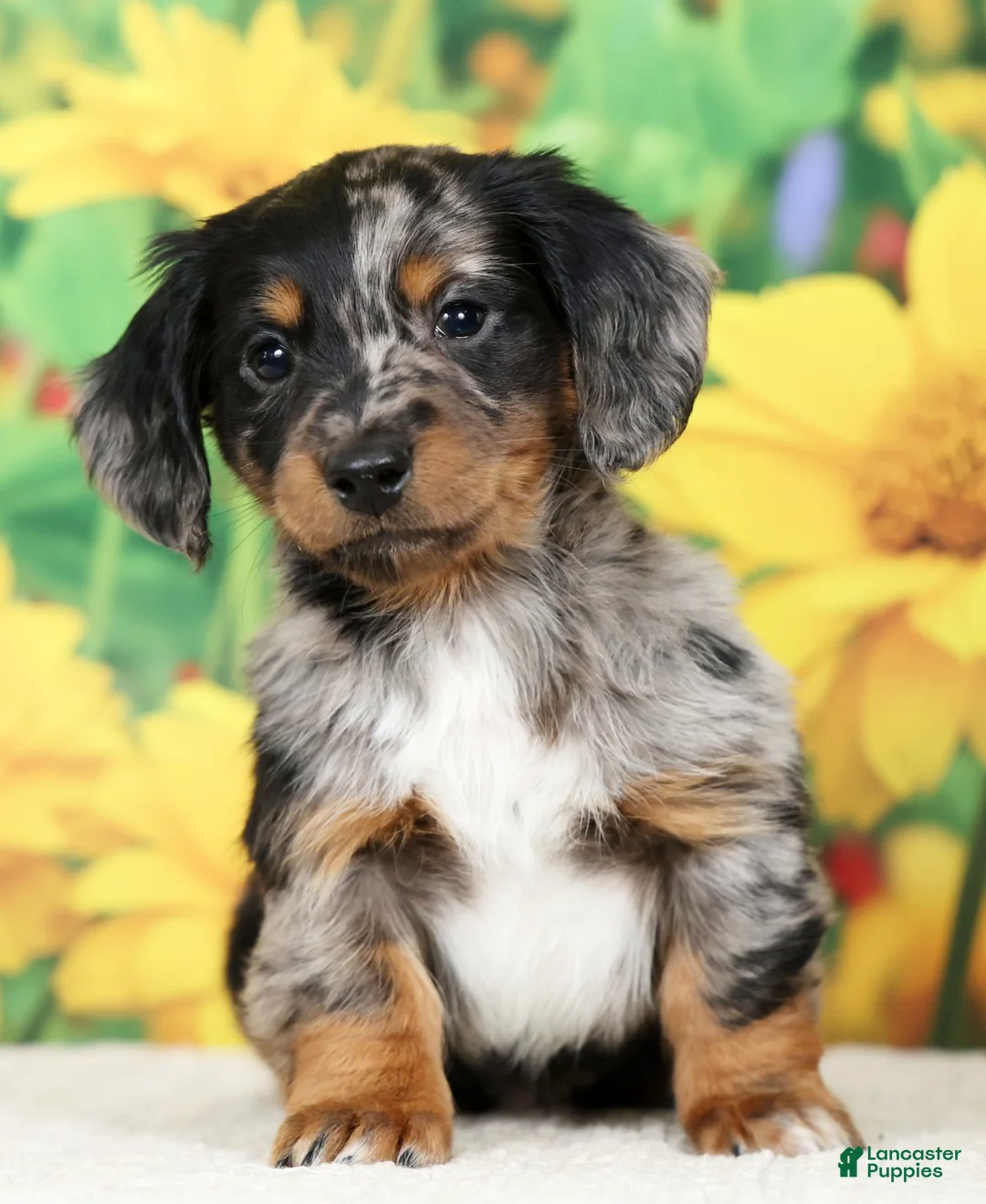 Miniature Dachshund dogs for sale: Lincoln - Ad 2