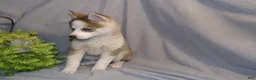Pomsky dogs for sale: Bella - Ad 4