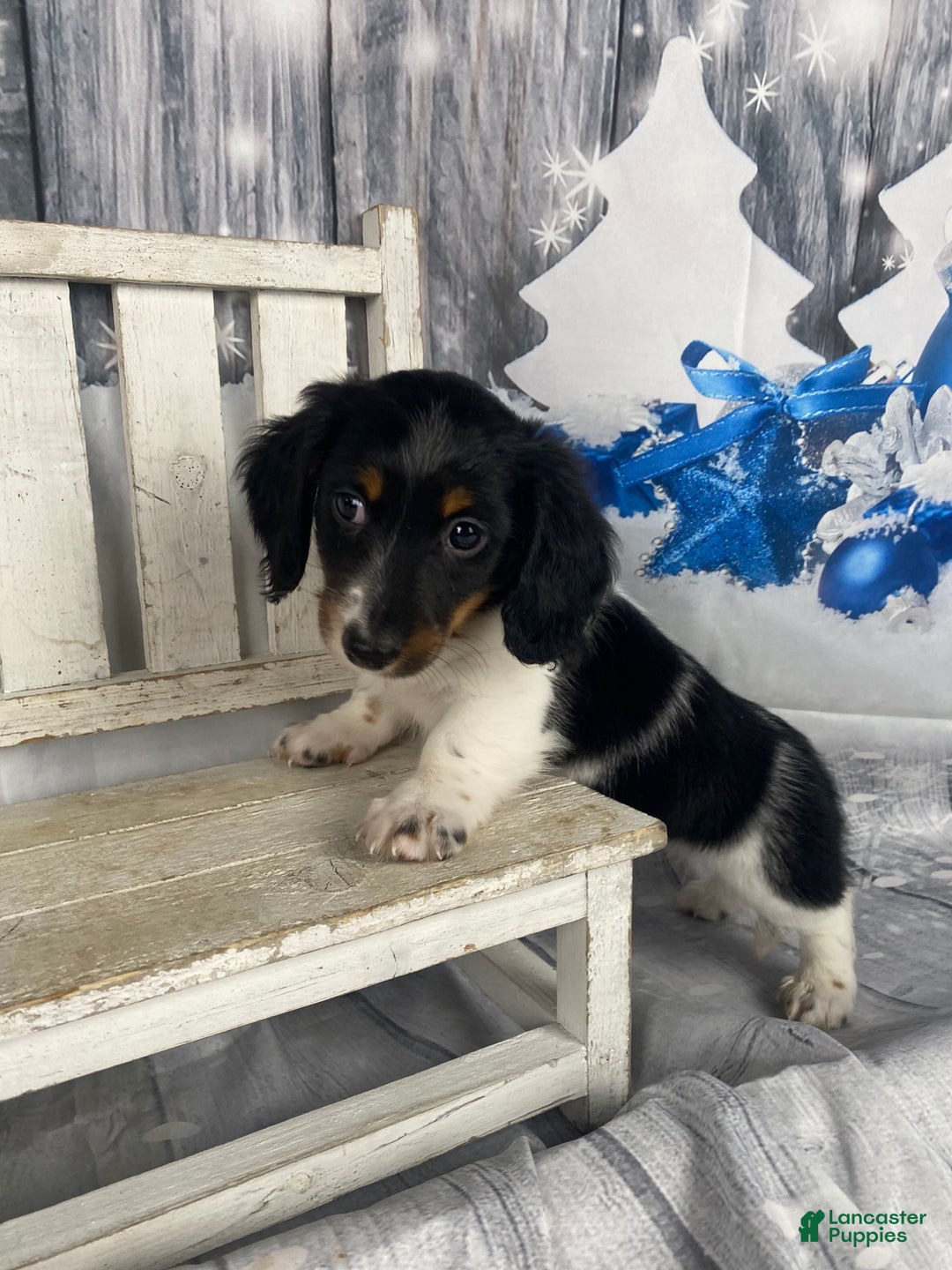 Miniature Dachshund dogs for sale: Benny - Ad 8