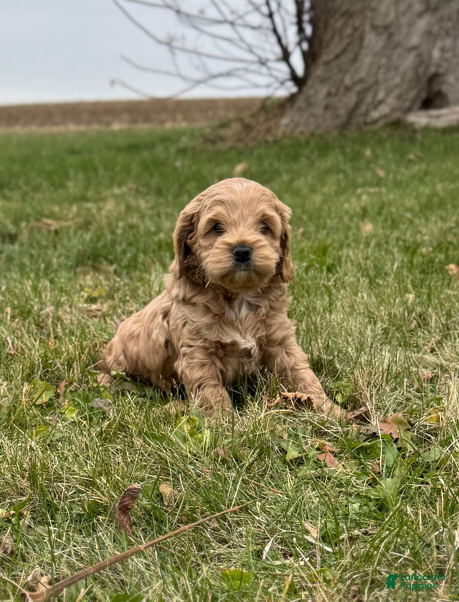 Cockapoo dogs Hunter  - Ad 23