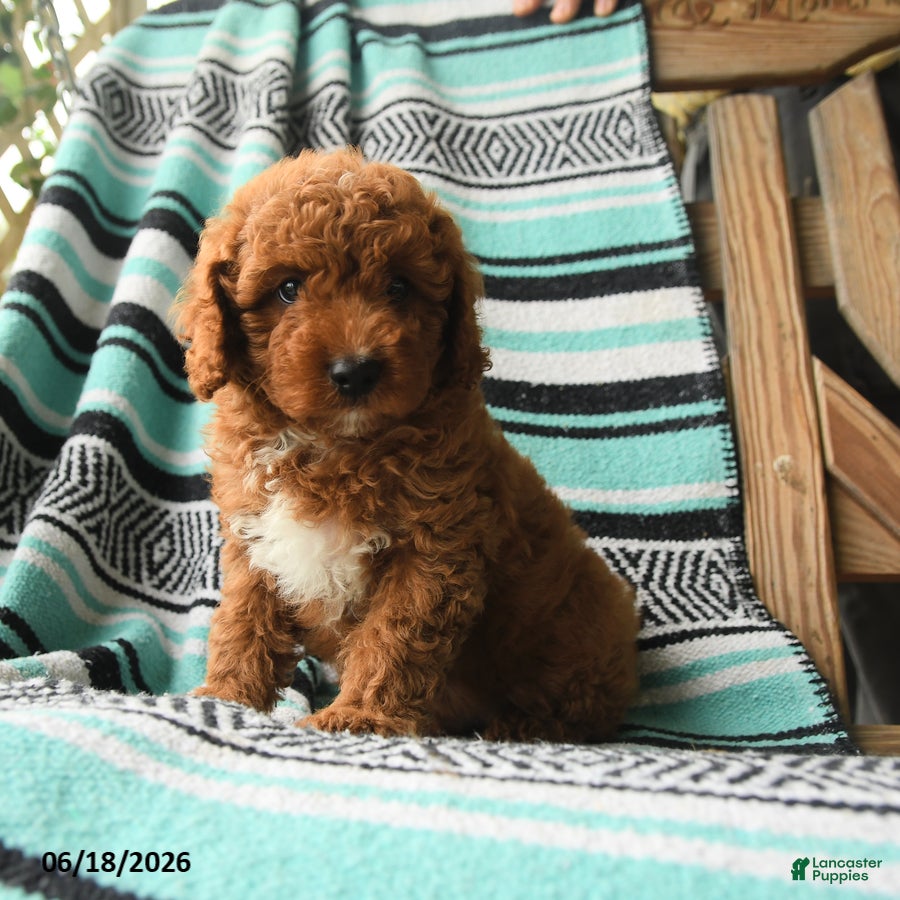 Cavapoo dogs Marvin - Ad 2