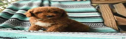 Cavapoo dogs for sale: Marvin - Ad 2
