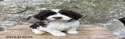 Havanese dogs for sale: Brock - Ad 3