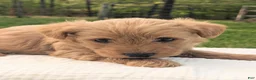 Mixed Breed dogs for sale: Tank - Ad 3