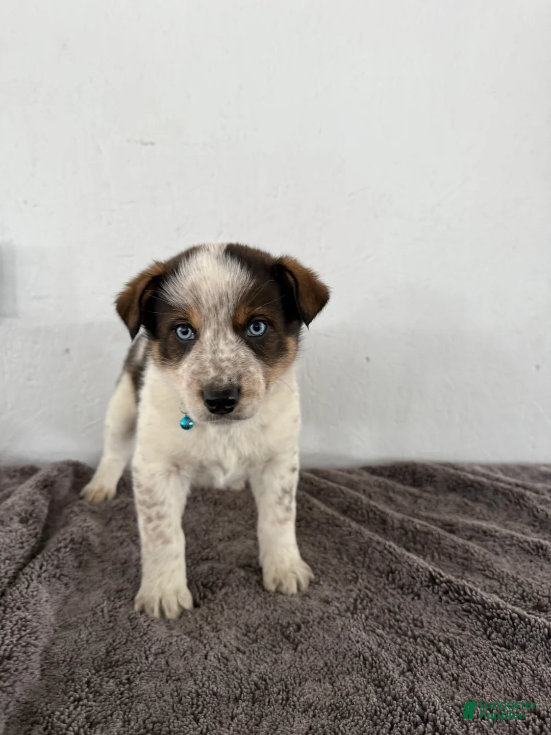 Mixed Breed dogs for sale: Bluey - Ad 2