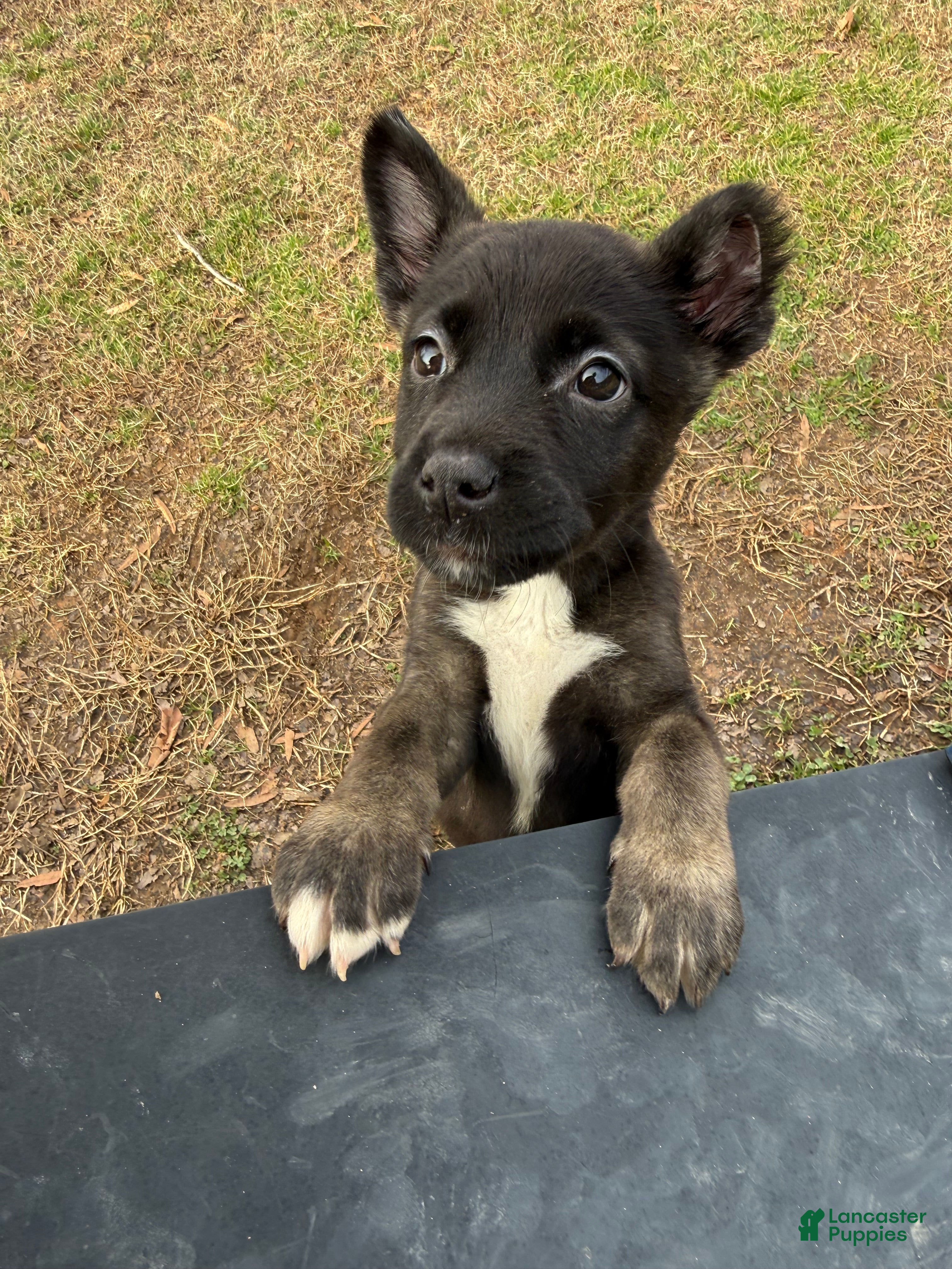 Mixed Breed dogs Mixed Breed Puppy 1 - Ad 11