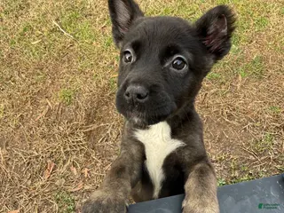 Mixed Breed dogs Mixed Breed Puppy 1 - Ad 11