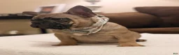 French Bulldog dogs for sale: 2 - Fawn Sable - Ad 6