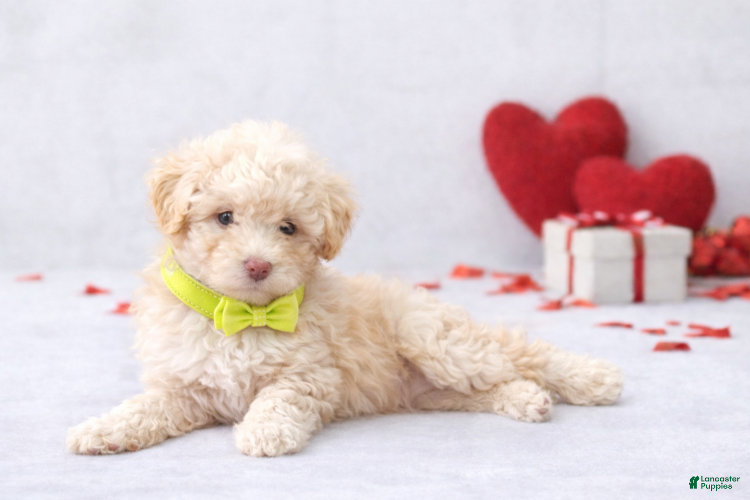 Miniature Poodle dogs 💚💚Liam 💚💚 - Ad 13