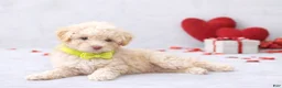 Miniature Poodle dogs for sale: 💚💚Liam 💚💚 - Ad 1