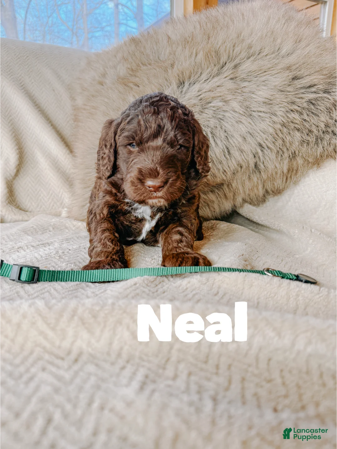 Saint Berdoodles dogs for sale: Neal - Ad 1