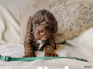 Saint Berdoodles dogs Neal - Ad 18