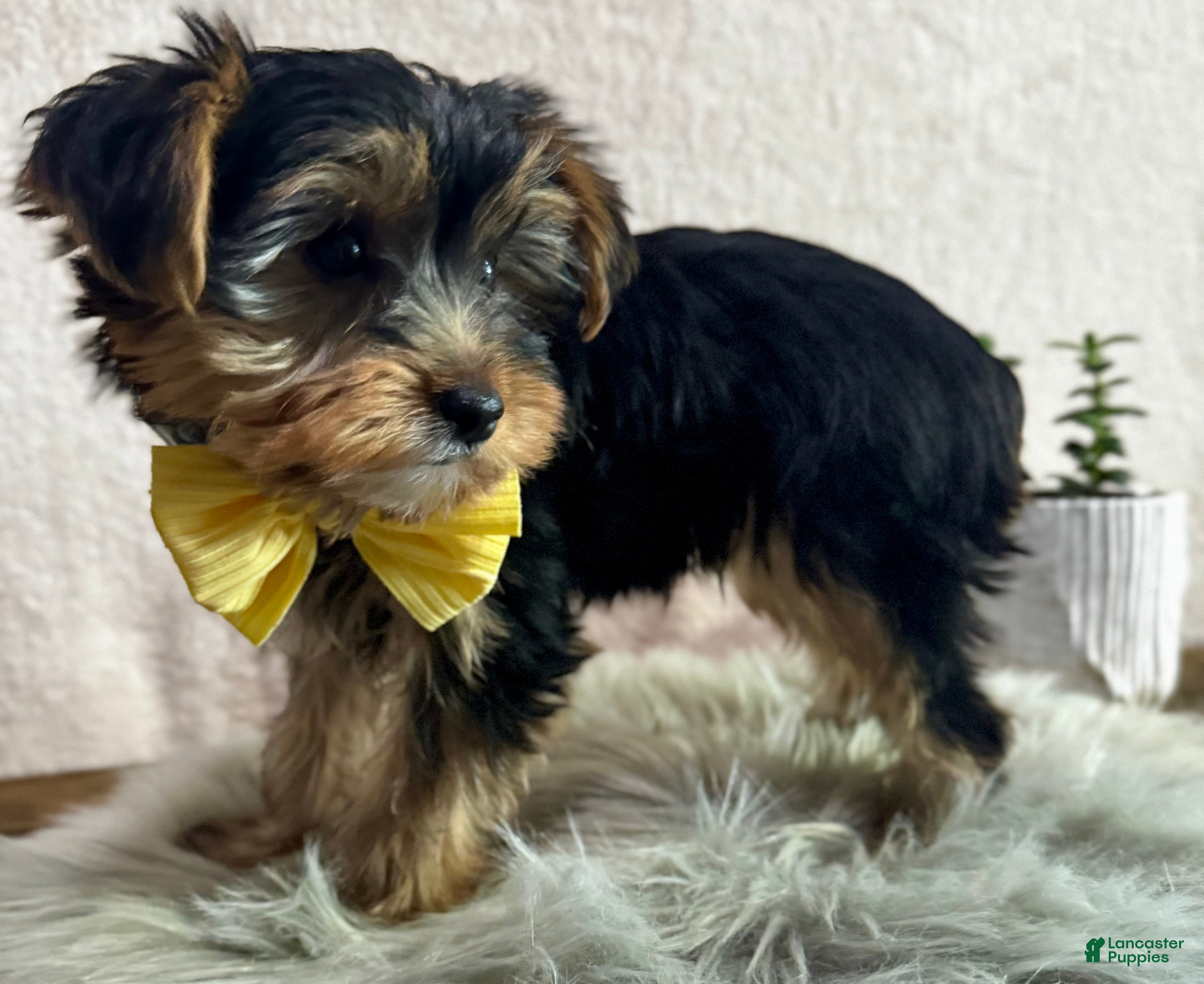 Yorkshire Terrier dogs Lance - Ad 2