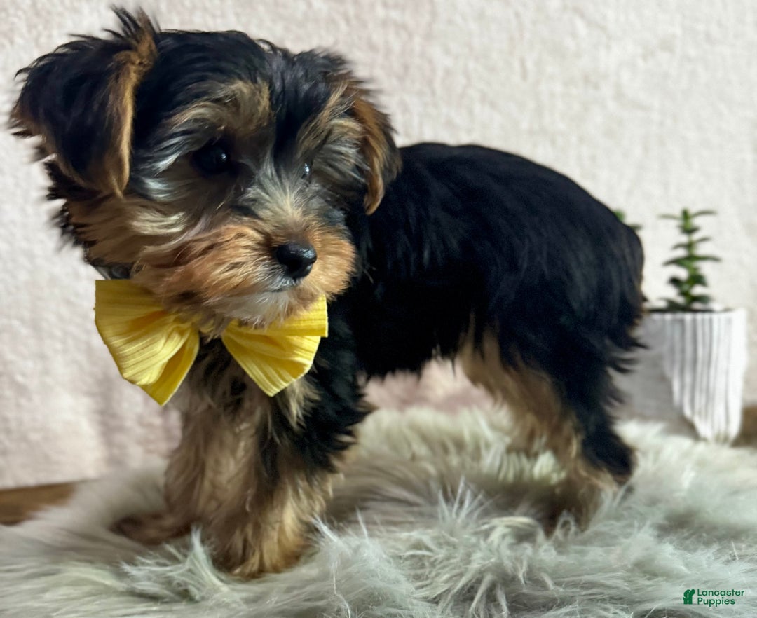 Yorkshire Terrier dogs for sale: Lance - Ad 2